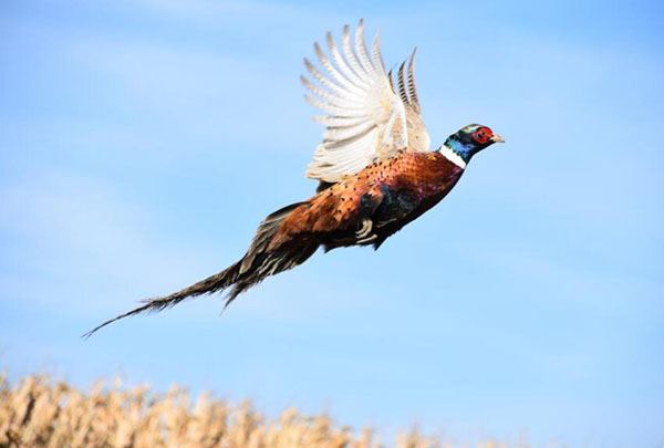 Hunt Pheasants